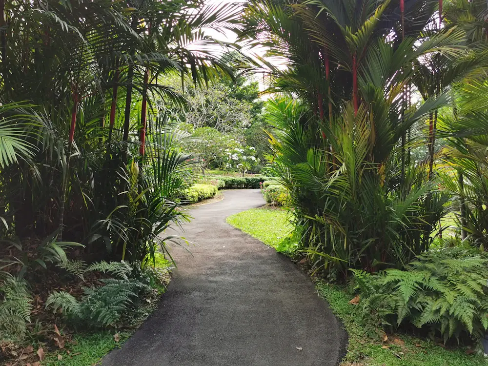 A quiet garden pathway surrounded by lush green planting