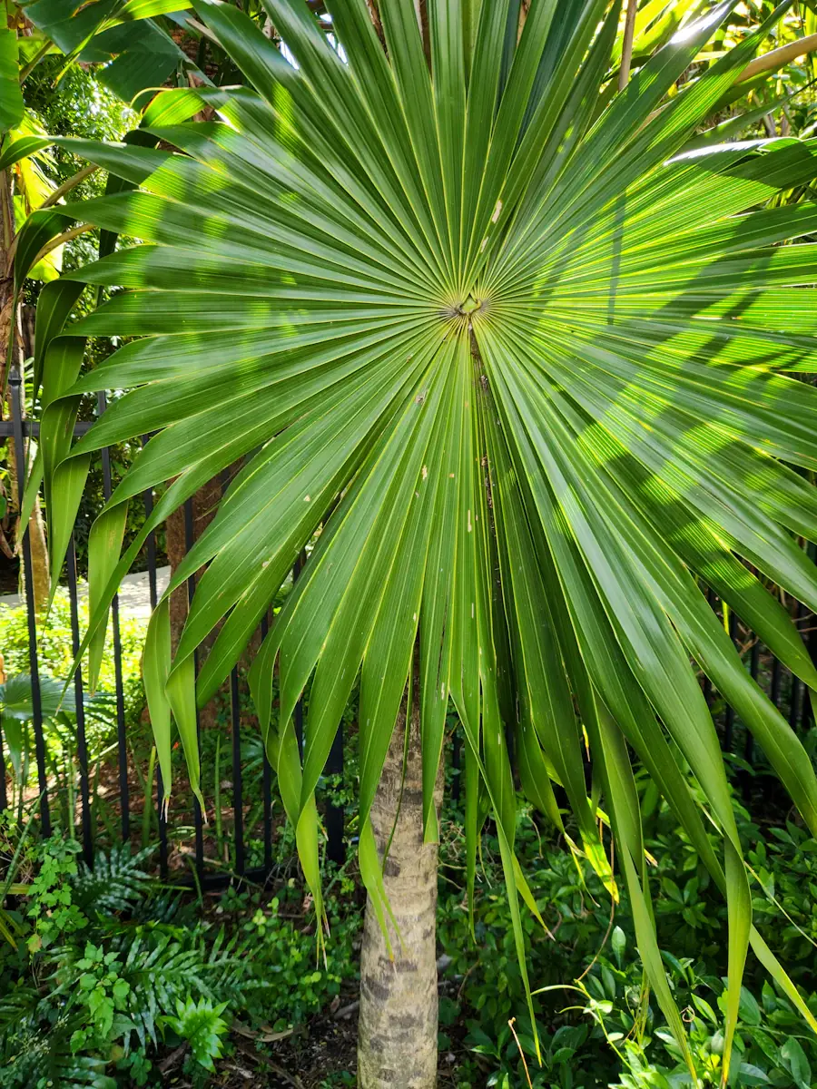 Layered tropical planting at Miami Beach Botanical Garden