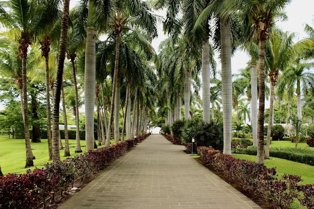 A landscaped walkway bordered by tropical palms